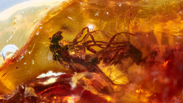 A rare example of ‘frozen behaviour’ in the fossil record of two mating, long-legged flies in clear, honey-coloured amber from Anglesea, Victoria, dated to about 41 million years ago.