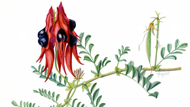 Margaret Muffet, Clianthus formosus, part of the Flora of Australian exhibition.
