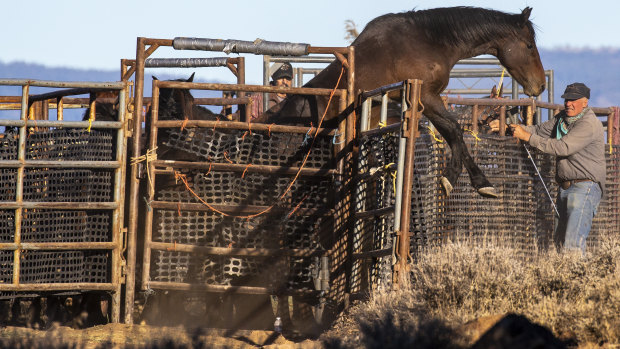 A wild horse, caught during round-up operations, tries to escape while awaiting transport to a temporary holding facility in the Devil's Garden section of the Modoc National Forest.