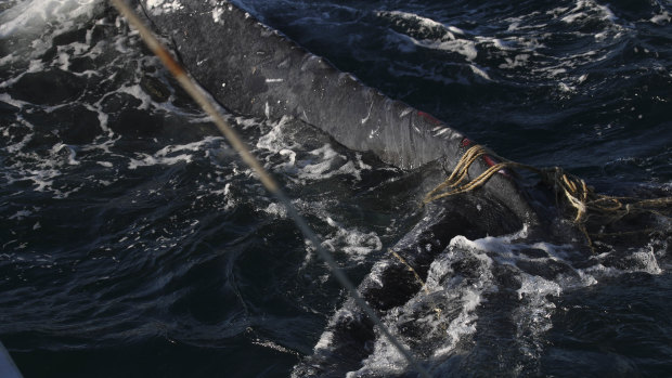 A humpback whale found stuck in ropes off Bondi Beach.
