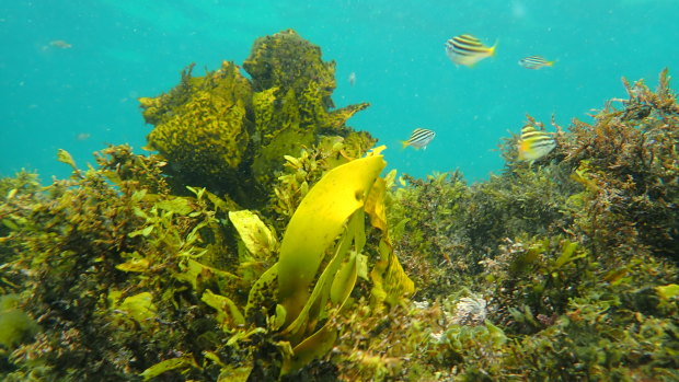 Crayweed at Cabbage Tree Bay on January 15.