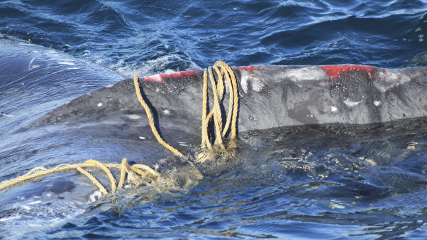 The exhausted humpback whale was found entwined in fishing rope off Bondi.