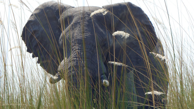 An elephant in Botswana's Okavango Delta allows viewers a close approach.