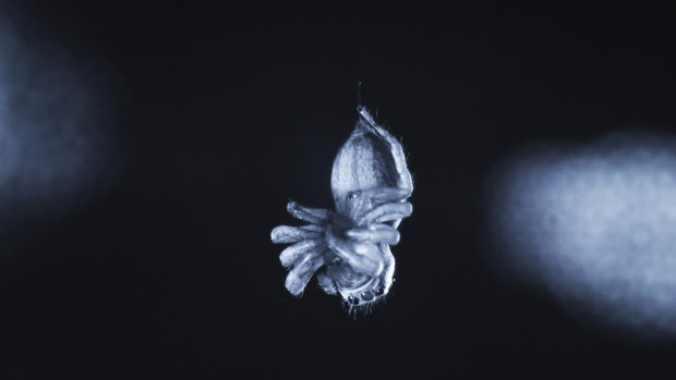 A jumping spider (E. arcuata) exhibiting leg curling during a REM sleep-like state.