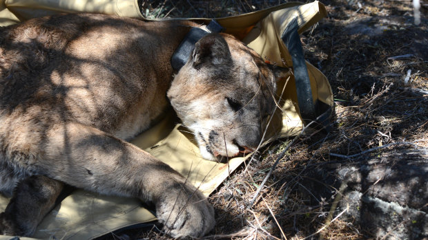 This mountain lion, known as M166, lives in Modoc National Forest and mainly feeds off wild horses in the Devil's Garden. In this photo, he is just about to wake up and scamper off after being anaesthetised so that wildlife biologists can record his vitals.