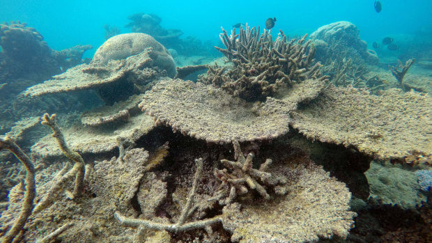 Dead coral at the Great Barrier Reef. 