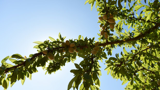 A Select Harvest almond farm near Wemen in Victoria.