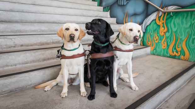 Meet guide dogs at the MCA's Art Is For Everyone accessibility weekend. 