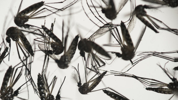 Aedes aegypti mosquitoes sit in a petri dish.