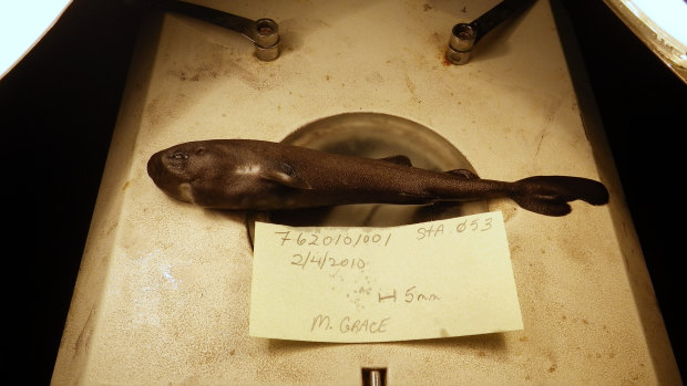 A pocket-sized pocket shark found in the Gulf of Mexico has turned out to be a new species, and one that squirts little glowing clouds into the ocean.