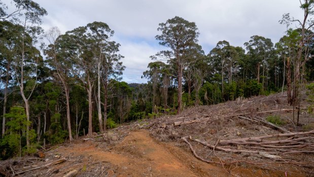 Habitat destruction: The outcome of VicForests' logging.