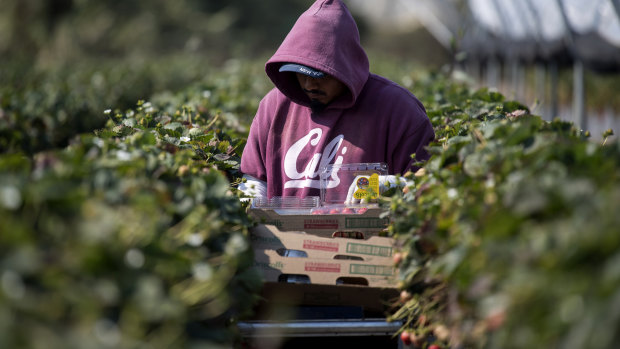 Fruit picking in many wealthy countries, including Australia, is reliant on migrant labour.