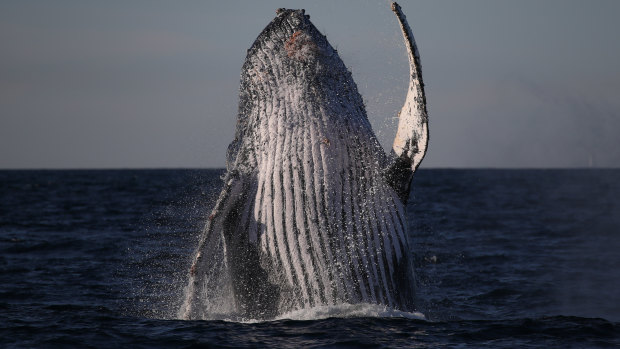The East Australian Humpback is set to reach a population of 40,000 this breeding season. 