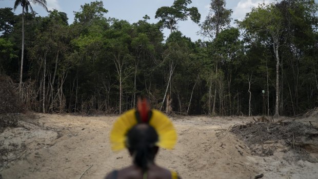 Krimej indigenous chief Kadjyre Kayapo looks at a path created by loggers on the border a nature reserve and indigenous lands in Para state, Brazil. 