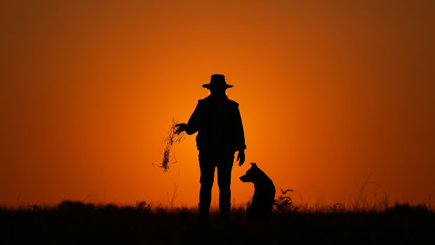 A farmer releasing dead grass while standing next to a dog, silhouetted at sunset on her farm in Wandandian, New South Wales.
