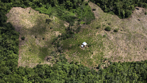 Coca fields seen from a Colombian police helicopter in May. Production of coca, the raw material for making cocaine, has more than tripled in Colombia over the last five years.