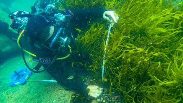 Researcher Madelaine Langley measures a crayweed.