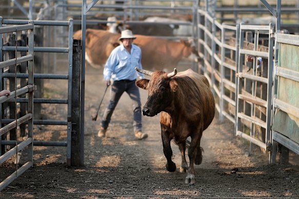 A foot and mouth outbreak in Australia could cost the economy up to $80 billion. 