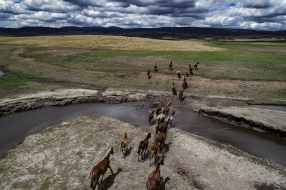 NSW has approved aerial shooting to tackle feral horse numbers in the Kosciuszko National Park.