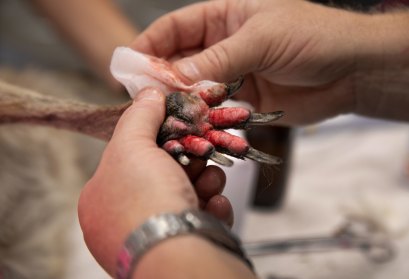 A kangaroo with paws burnt in bushfires near Queanbeyan during Black Summer in February 2020.