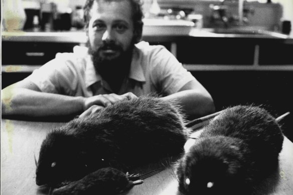 Tim Flannery, then of the Australian Museum, pictured in 1987 with specimens of the world's biggest rat that was discovered in Papua New Guinea.