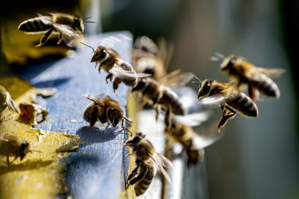 Where have all the bees gone?