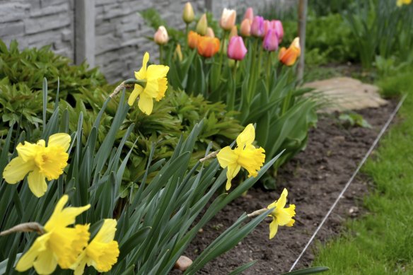Start ordering spring-flowering bulbs because April is the time to start planting daffodils and tulips.