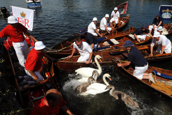 Swans in England’s waterways legally belonged to the Queen.