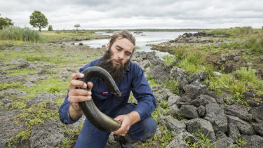 Indigenous ranger Aaron Morgan is among the new generation of Gunditjmara people caring for Budj Bim landscape and its network of ancient weirs and eel traps. 