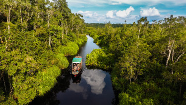 Travel Take A Slow Boat To See Borneos Orangutans - 