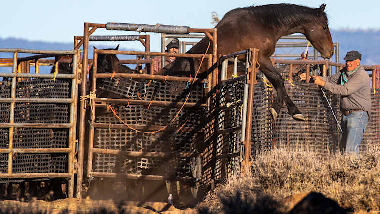 A wild horse, caught during round-up operations, tries to escape while awaiting transport to a temporary holding facility in the Devil's Garden section of the Modoc National Forest.