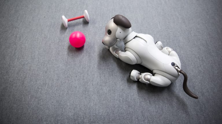 Aibo can play with his toys, and will apparently learn to recognise his masters.