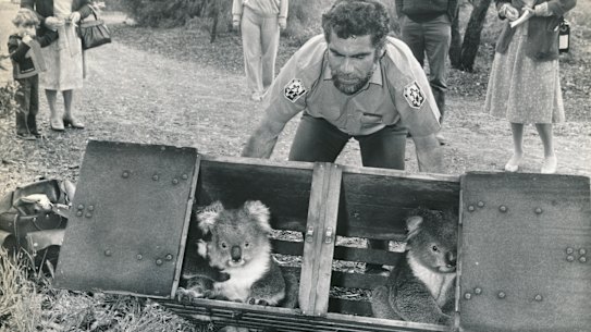 The koalas are let loose at Yarran Dheran Reserve by let loose by Fisheries and Wildlife Officer Robert Timms.