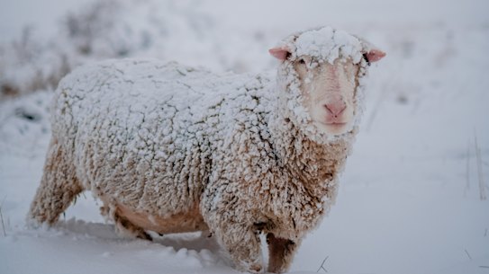 A snow storm has covered the landscape in white near Jerangle NSW, between Cooma and Canberra.