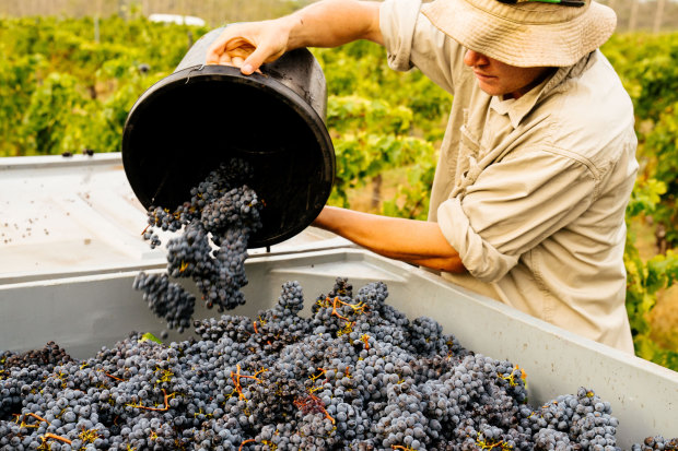 Stella Bella Wines is known for Margaret River classics: chardonnay and cabernet sauvignon.