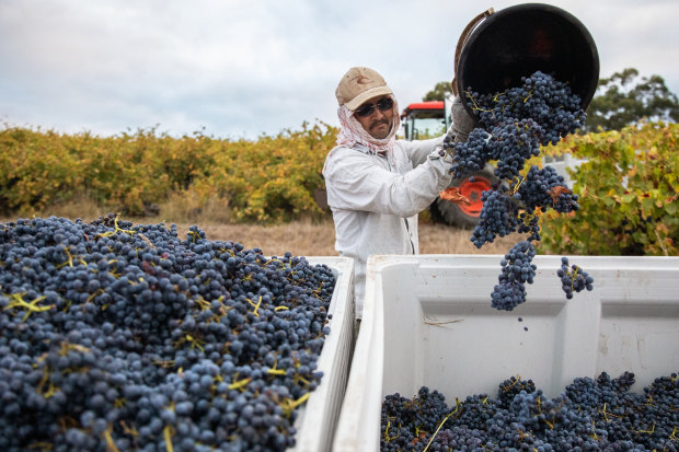 Thistledown Wines in McLaren Vale offers superb grenache and shiraz.