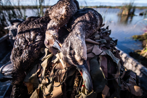 The hunters bagged three ducks for the day. The legal limit is four ducks per hunter a day.