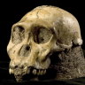 South Africa may be the original home of humankind after all
