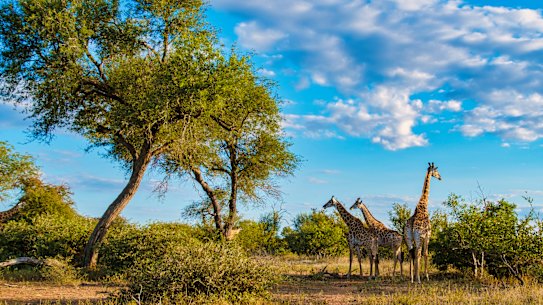 Giraffes in the Kruger National Park.