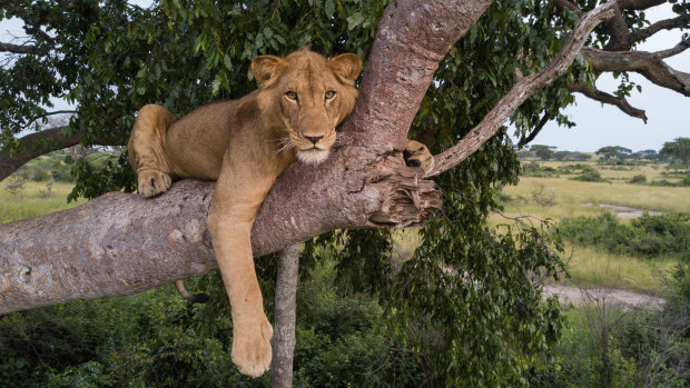 What record did a three-legged lion break? Take the Brisbane Times Quiz