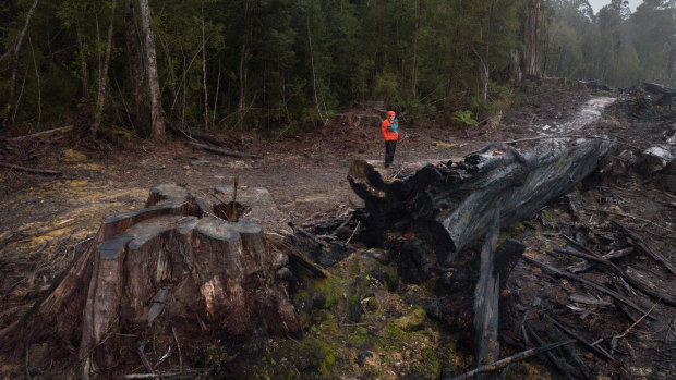 Tasmania slowed logging and became one of first carbon negative places in the world