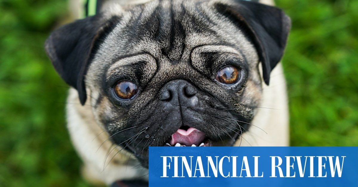 Why it's time to unbreed the pug - Vimarsana News