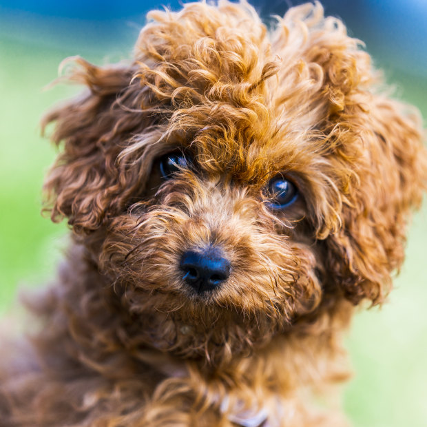 Curly cavoodle top