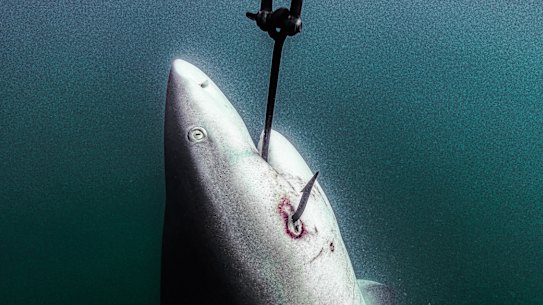 Supplied image shows a shark hooked off the coast of Magnetic Island in the Great Barrier Reef Marine Park.