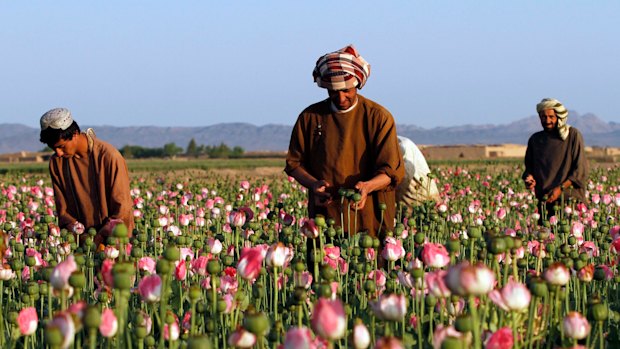 The world’s opium is sourced from Afghanistan, where production has surged.