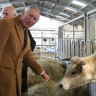 Prince Charles backs masks for methane-burping cows