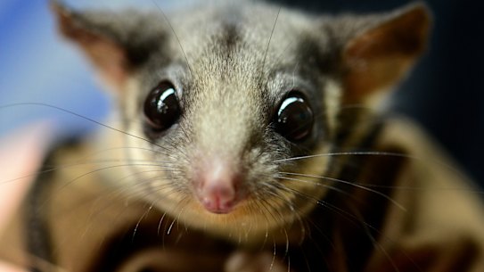 A leadbeater possum, pictured at Healesville Sanctuary.