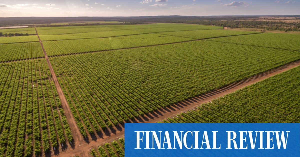Argyle Capital Partners' Kim Morison, former Blue Sky boss, swoops on Emerald fruit orchards in $70m deal - Vimarsana News