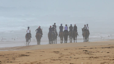 Racehorses trained by Darren Weir walk along Levy's Point beach, near Warrnambool, in 2017.