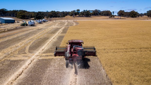 Harvesting canola in the WA wheatbelt.